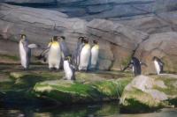 Imagine atasata: Zoo Berlin 0552.JPG